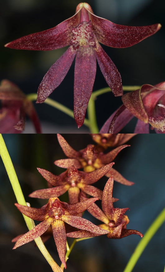Dendrobium (Dockrillia) Lynne's Red '#1' x Hot Coals 'Embers'