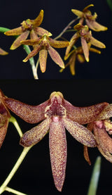 Dendrobium (Dockrillia) Two Hot x Kingfisher Ginger - Cork mount