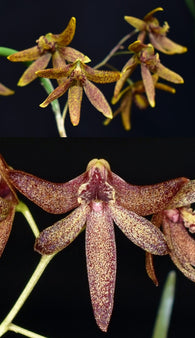 Dendrobium (Dockrillia) Two Hot x Kingfisher Ginger - Cork mount