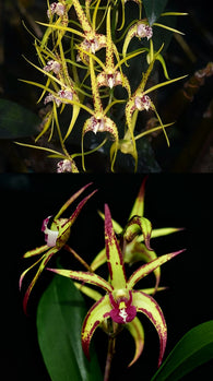 Dendrobium Australian Tiger Star (Hilda Poxon x Jesmond Sparkler)