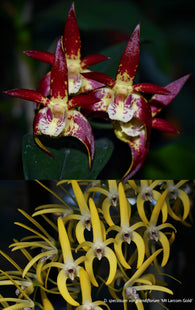 Dendrobium Brimbank Uluru 'Red Ochre' x speciosum 'Mt Larcom Gold'