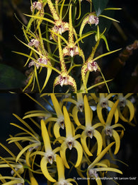 Dendrobium Essie Banks remake (Hilda Poxon x speciosum)