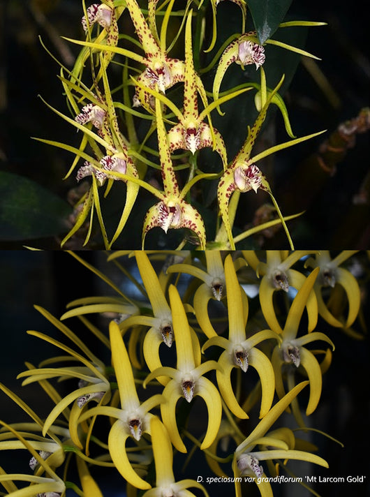 Dendrobium Essie Banks remake (Hilda Poxon x speciosum)