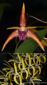 Dendrobium Rutherford Starburst 'Tinonee' x speciosum 'Mt. Larcom Gold'