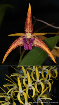 Dendrobium Rutherford Starburst 'Tinonee' x speciosum 'Mt. Larcom Gold'