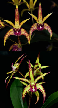 Dendrobium Starsheen 'Botanic Fireworks' x Jesmond Sparkler 'Greg Hall'