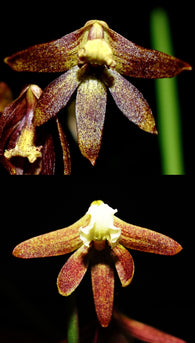Dendrobium (Dockrillia) Kingfisher Ginger x Australian Ginger, cork mount