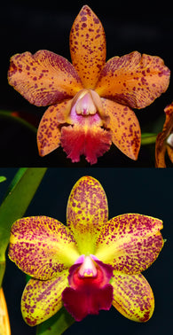 Cattleya Jungle Hotspot 'Kingfisher' x Rth. Jungle Jumbalaya 'Tasty'