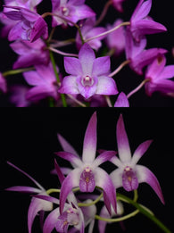 Dendrobium Esme Poulton '#1' x Classy 'Good'