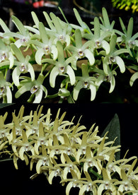 Dendrobium speciosum v. curvicaule 'Eungella Princess' x 'Daylight Moon'
