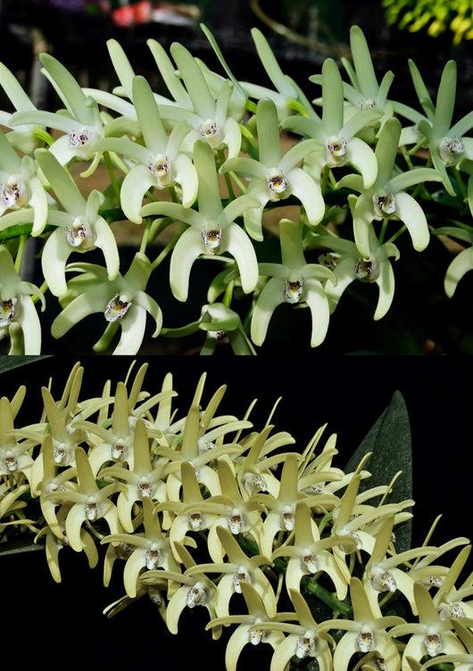 Dendrobium speciosum v. curvicaule 'Eungella Princess' x 'Daylight Moon'