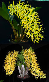 Dendrobium speciosum v. grandiflorum 'Mt Larcom Gold' x 'Kroombit Gold'