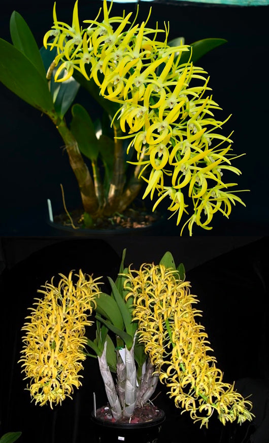 Dendrobium speciosum v. grandiflorum 'Mt Larcom Gold' x 'Kroombit Gold'