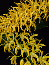 Dendrobium speciosum v. grandiflorum 'Bhrungara' x ('Rock Pile' x 'Beranghi Gold')
