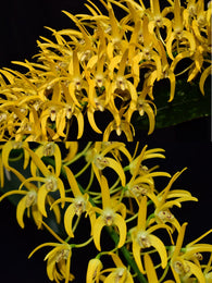 Dendrobium speciosum v. grandiflorum 'Bhrungara' x ('Rock Pile' x 'Beranghi Gold')