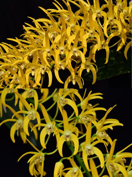 Dendrobium speciosum v. grandiflorum 'Bhrungara' x ('Rock Pile' x 'Beranghi Gold')