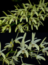 Dendrobium speciosum var. pedunculatum 'Marie' x 'Tyabb Best' HCC/AOC