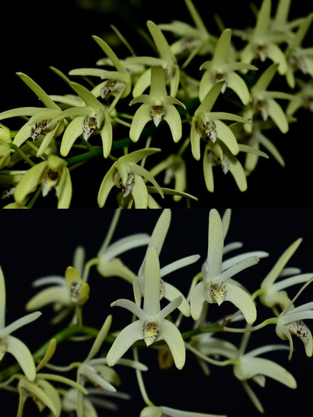 Dendrobium speciosum var. pedunculatum 'Marie' x 'Tyabb Best' HCC/AOC
