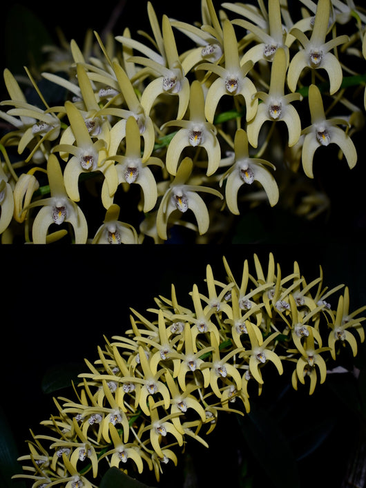 Dendrobium speciosum 'Peggy Sue' x 'Skyline'