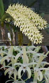 Dendrobium speciosum 'Daylight Moon' x 'Windermere'