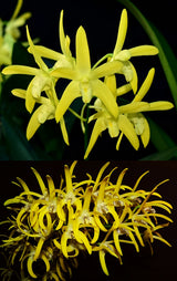 Dendrobium Brimbank Eclipsed (Eclipse 'Goldie' x speciosum 'Oh Sugar!')