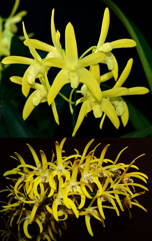 Dendrobium Brimbank Eclipsed (Eclipse 'Goldie' x speciosum 'Oh Sugar!')