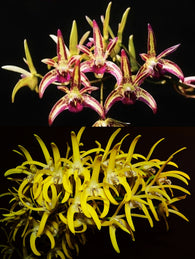 Dendrobium Australian Artist (Cobber 'Yibidy Yaya' x speciosum 'Oh Sugar!')