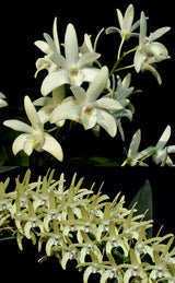 Dendrobium Kingfisher Pearl 'White Pearl' x speciosum 'Daylight Moon'