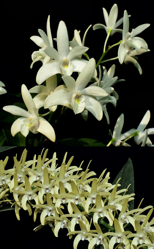 Dendrobium Kingfisher Pearl 'White Pearl' x speciosum 'Daylight Moon'