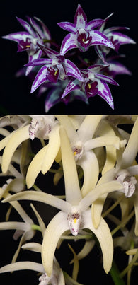 Dendrobium Kingfisher Bride '#3' x speciosum 'Windermere'