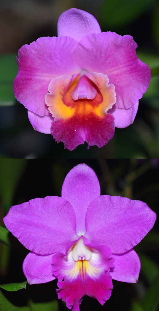 Cattleya Elusive Heartbeat 'Zelda' x Ctt. Secret Love