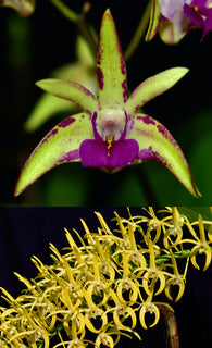 Den. Australian Artist (Cobber 'Violet Gold' x speciosum 'Oh Sugar!')
