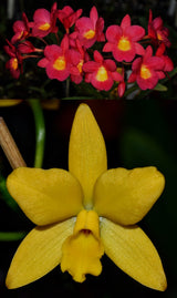 Gct. Rest in Peace (Grt. Why Not 'Roundabout x Ctt. Kauai Starbright 'Vi')