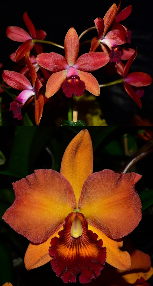 Ctt. Night Sky 'Shepherd's Warning' x Rth. Maree's Russet