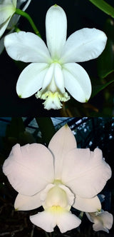 Cattleya Dolosa alba (loddigesii fma. alba 'Extra' x walkeriana fma. alba 'White Beauty')