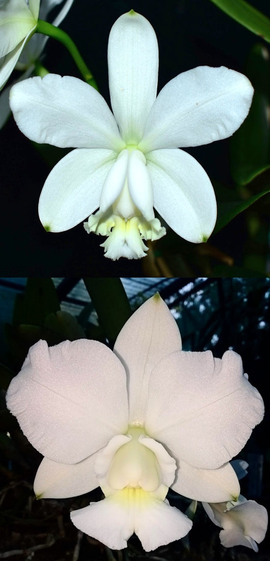 Cattleya Dolosa alba (loddigesii fma. alba 'Extra' x walkeriana fma. alba 'White Beauty')