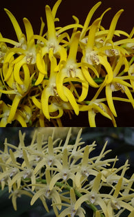 Dendrobium speciosum 'Oh Sugar!' x 'Samford Doyen'