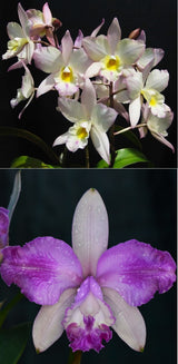 Jkf. Kingfisher Blossom (Jkf. Appleblossom x C. Claesiana)
