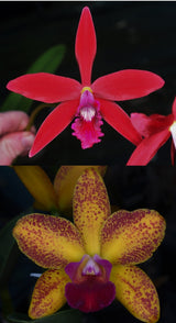 Cattleya Zip 'Kingfisher' x Rth. Jungle Jumbalaya 'Tasty'