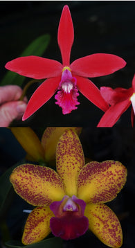 Cattleya Zip 'Kingfisher' x Rth. Jungle Jumbalaya 'Tasty'