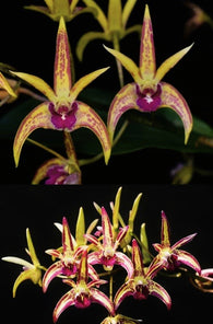 Dendrobium Starsheen 'Botanic Fireworks' x Cobber 'Yibbidy Ya Ya'