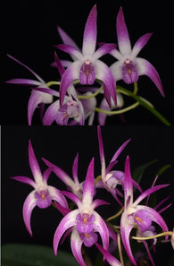 Dendrobium Classy 'Good' x sib