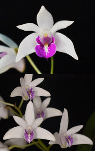 Dendrobium Kingfisher Snowdrop 'Solid Lip' x Gillian Leaney 'DM 15'
