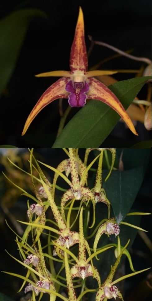 Dendrobium Rutherford Starburst 'Tinonee' x Hilda Poxon 'Skyline'