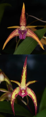 Dendrobium Rutherford Starburst 'Tinonee' x Jesmond Sparkler 'Greg Hall'