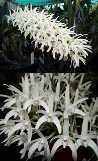 Dendrobium speciosum v. speciosum 'Alick' x 'Kingfisher's Two Windy'