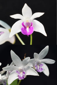 Dendrobium Kingfisher Snowdrop 'Solid Lip' x sib