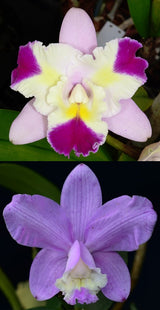 Cattleya Mari's Song 'CTM-217' x loddigesii