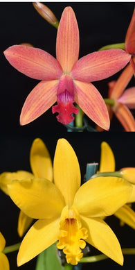 Ctt. Beachmere Fireworks 'Candystripe' x Rth. Volcano Prince 'Richard's Pick'