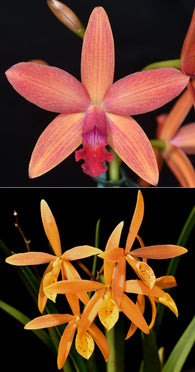 Ctt. Beachmere Fireworks 'Candystripe' x Pcv. Golden Peacock 'Kingfisher'